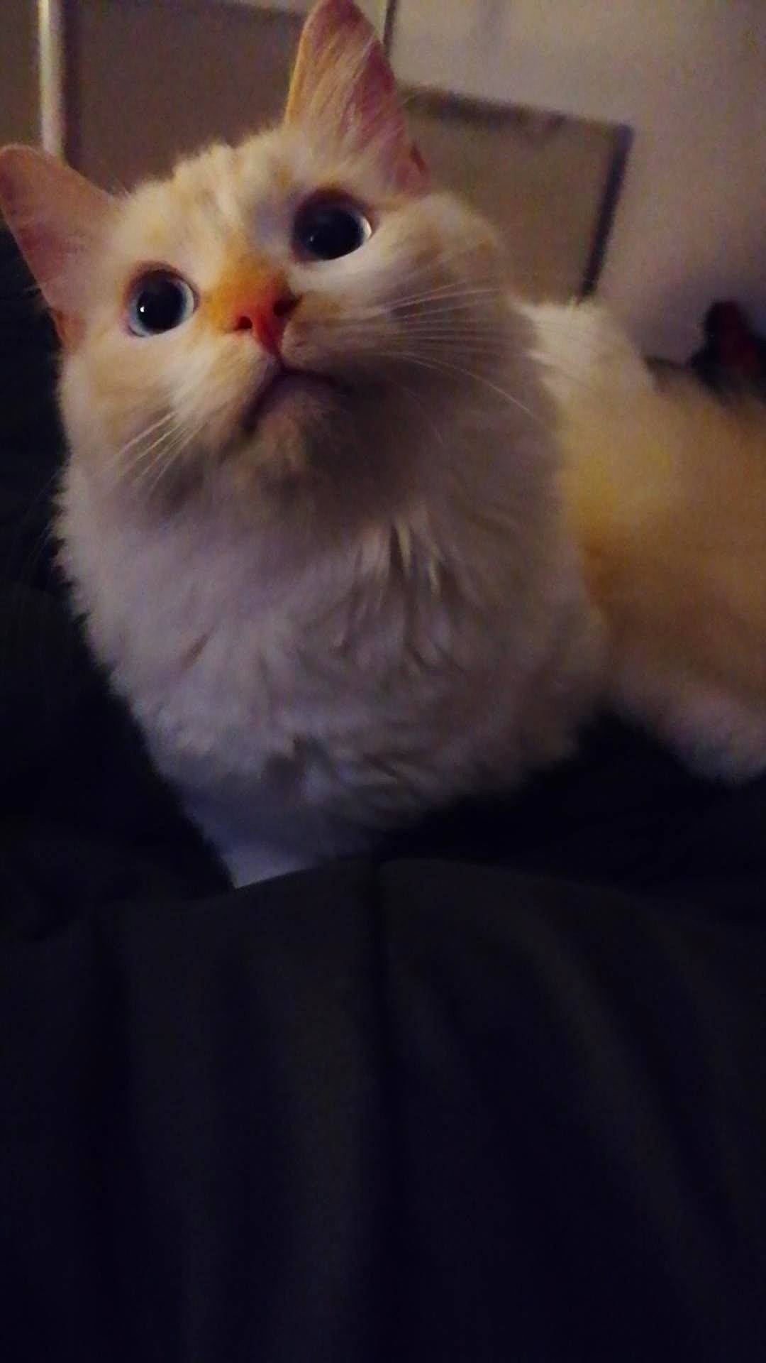 Weiss a rejoint le concours — aidez-le/la à gagner de superbes lots ! carnivore, cat, claw, comfort, fawn, felidae, fur, iris, paw, small_to_medium_sized_cats, snout, tail, terrestrial_animal, whiskers