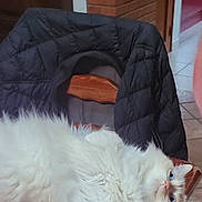 Weiss participe au concours pour gagner de l'argent avec cette photo : cat, fluffy, white_cat, blue_eyes, chair, jacket, wood, indoor, pet, relaxed, feline, fur, domestic_cat, table, person, arm, curious, home, cozy, animal
