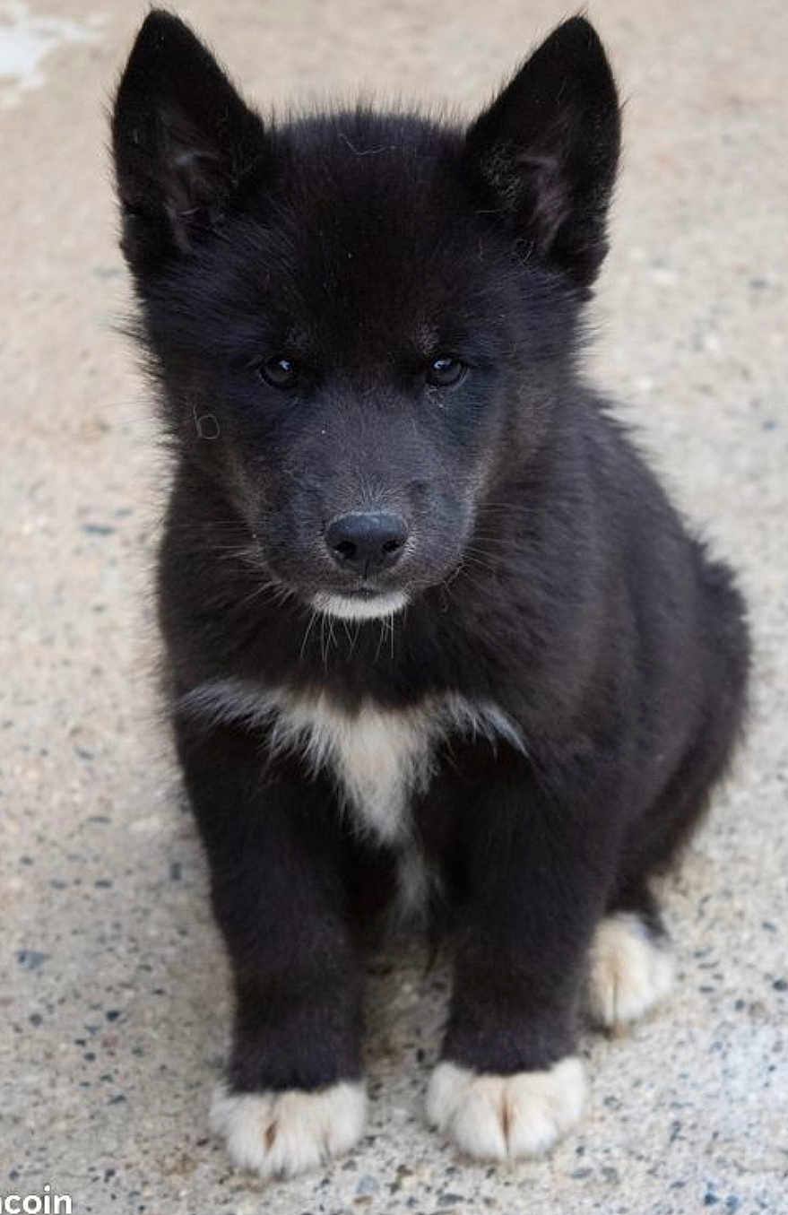 Aaron a rejoint le concours — aidez-le/la à gagner de superbes lots ! puppy, dog, black_fur, white_paws, white_chest, sitting, ears_up, cute, pet, animal, young_dog, outdoor, concrete, fur, four_legs, looking_at_camera, adorable, fluffy, small, canine