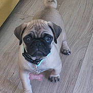 Apy participe au concours pour gagner de l'argent avec cette photo : pug, puppy, dog, pet, floor, wooden_floor, collar, tag, animal, cute, small_dog, indoor, looking_up, ears, paw, tail, fur, canine, adorable, young