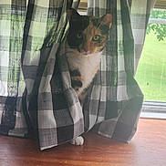 Callie is registered to the contest to win money with this photo: cat, calico, curious, curtains, checkered_pattern, window, windowsill, wooden_surface, indoor, pet, animal, greenery, daylight, cozy, home, feline, looking, sitting, transparent, fabric