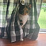 cat, calico, curious, curtains, checkered_pattern, window, windowsill, wooden_surface, indoor, pet, animal, greenery, daylight, cozy, home, feline, looking, sitting, transparent, fabric