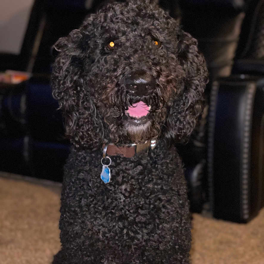 Bud is registered to the contest to win money with this photo: airedale, animal, bodypart, canine, chair, cockerspaniel, couch, cushion, dog, furniture, homedecor, mouth, person, pet, poodle, puppy, terrier