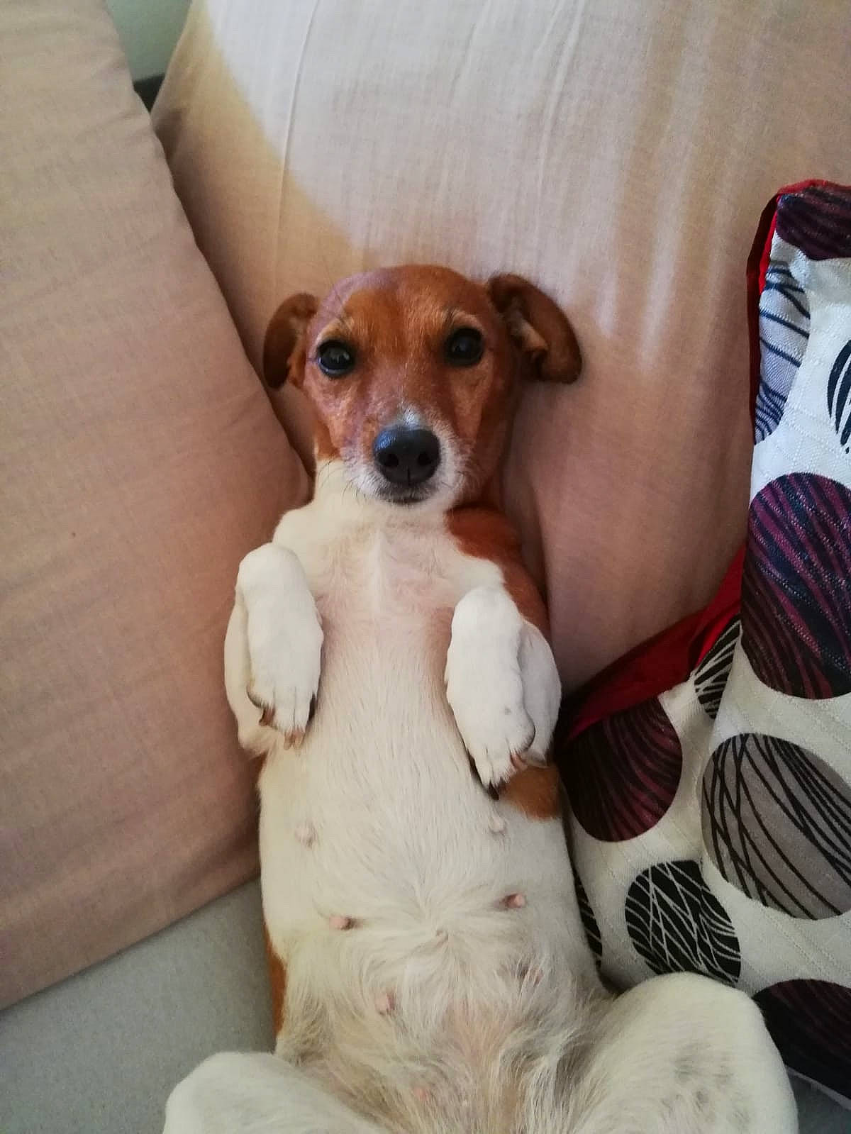 Bella a rejoint le concours — aidez-le/la à gagner de superbes lots ! ancient_dog_breeds, canidae, carnivore, companion_dog, dog, dog_breed, fawn, feist, fox_terrier, jack_russell_terrier, mammal, miniature_fox_terrier, parson_russell_terrier, puppy, russell_terrier, teddy_roosevelt_terrier, tenterfield_terrier, treeing_feist, vertebrate, whippet