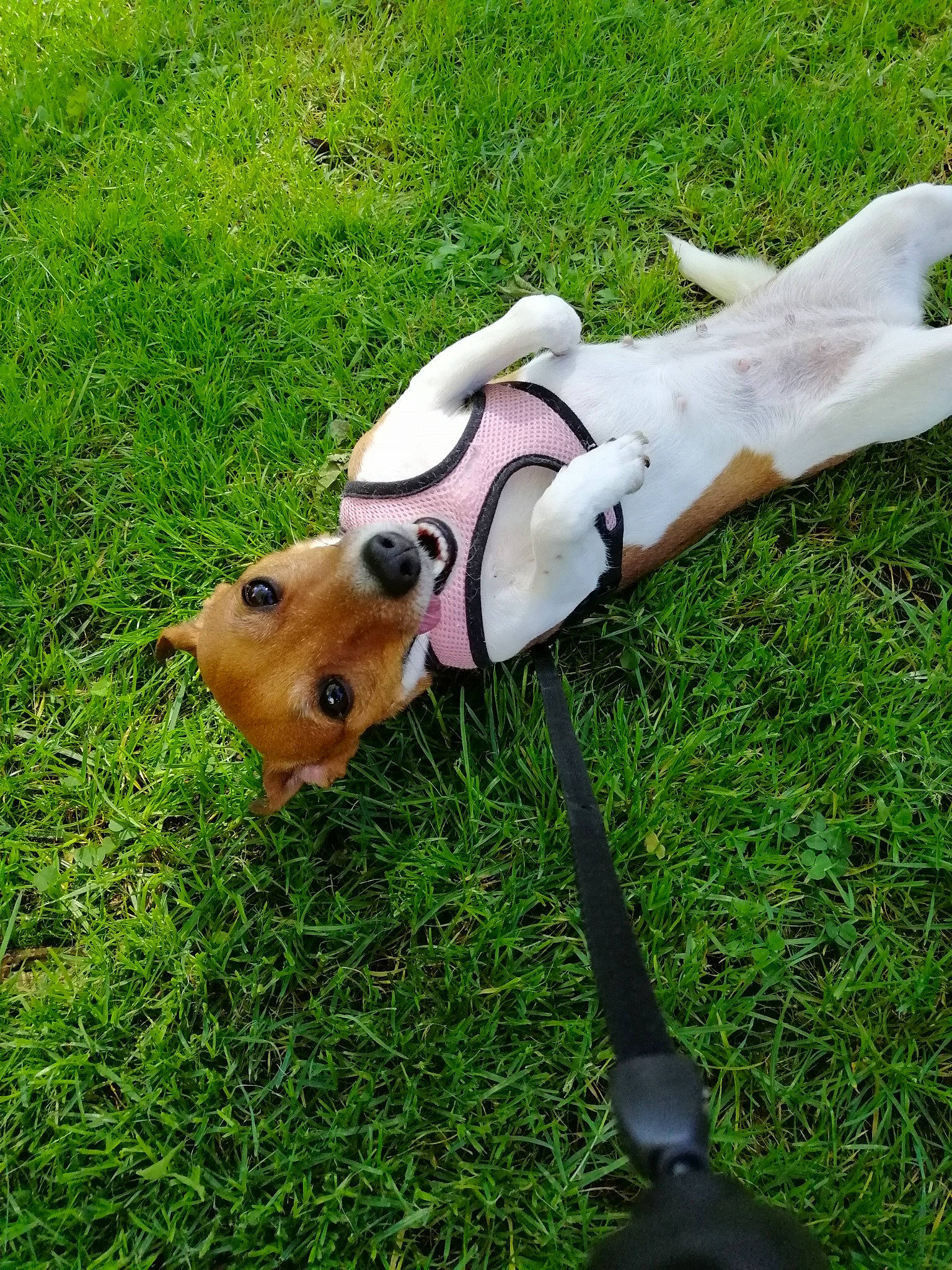 Bella a rejoint le concours — aidez-le/la à gagner de superbes lots ! canidae, carnivore, companion_dog, dog, dog_breed, fawn, grass, lawn, leash, puppy, snout