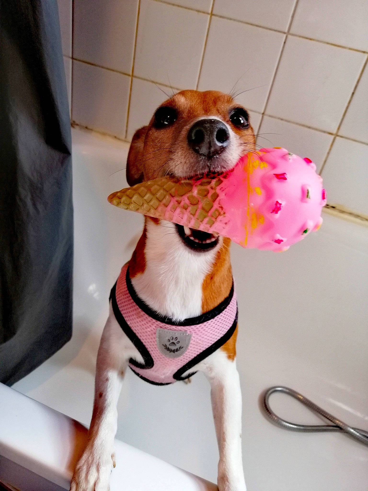 Bella participe au concours pour gagner de l'argent avec cette photo : beagle, canidae, carnivore, chihuahua, collar, companion_dog, dog, dog_breed, dog_clothes, dog_collar, ear, fashion_accessory, fawn, leash, miniature_fox_terrier, pink, puppy, rat_terrier, russell_terrier, snout