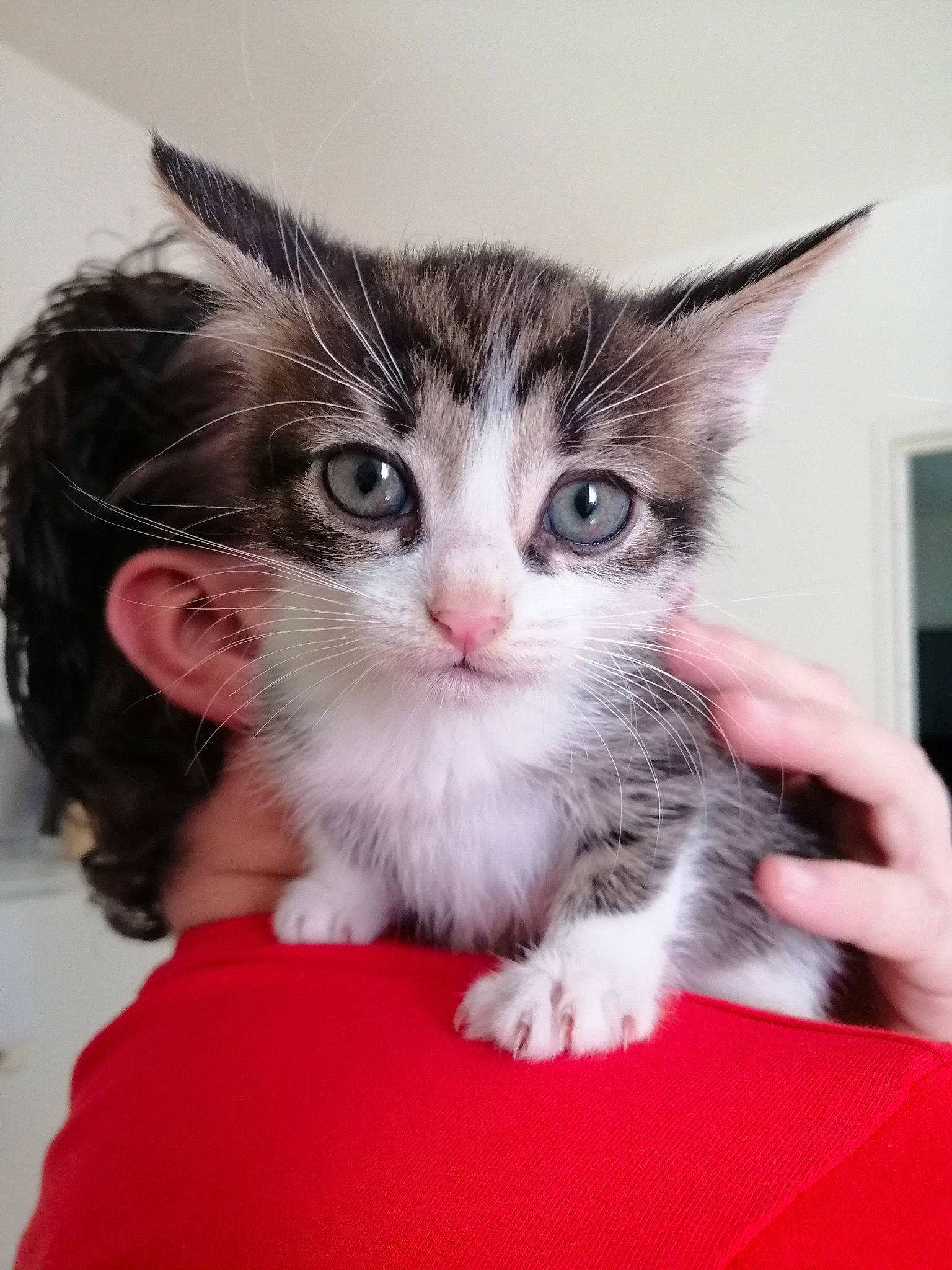 Rio a rejoint le concours — aidez-le/la à gagner de superbes lots ! aegean_cat, american_shorthair, american_wirehair, asian, carnivore, cat, domestic_short_haired_cat, european_shorthair, felidae, kitten, maine_coon, mammal, norwegian_forest_cat, polydactyl_cat, siberian, small_to_medium_sized_cats, tabby_cat, vertebrate, whiskers