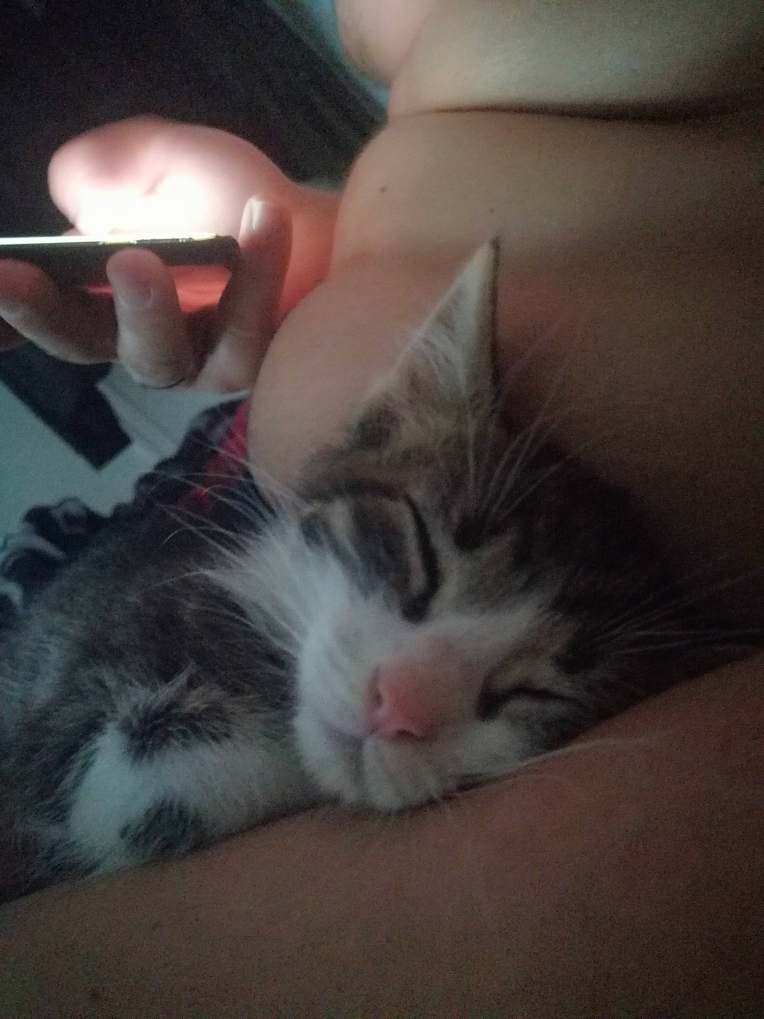 Rio a rejoint le concours — aidez-le/la à gagner de superbes lots ! carnivore, cat, child, domestic_short_haired_cat, european_shorthair, felidae, fur, kitten, nap, nose, photography, polydactyl_cat, sleep, small_to_medium_sized_cats, whiskers