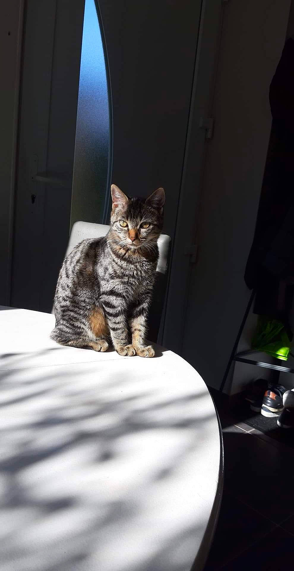 Princesse participe au concours pour gagner de l'argent avec cette photo : american_shorthair, asian, bengal, california_spangled, carnivore, cat, domestic_short_haired_cat, dragon_li, egyptian_mau, european_shorthair, eye, felidae, fur, kitten, ocicat, small_to_medium_sized_cats, tabby_cat, toyger, whiskers, window