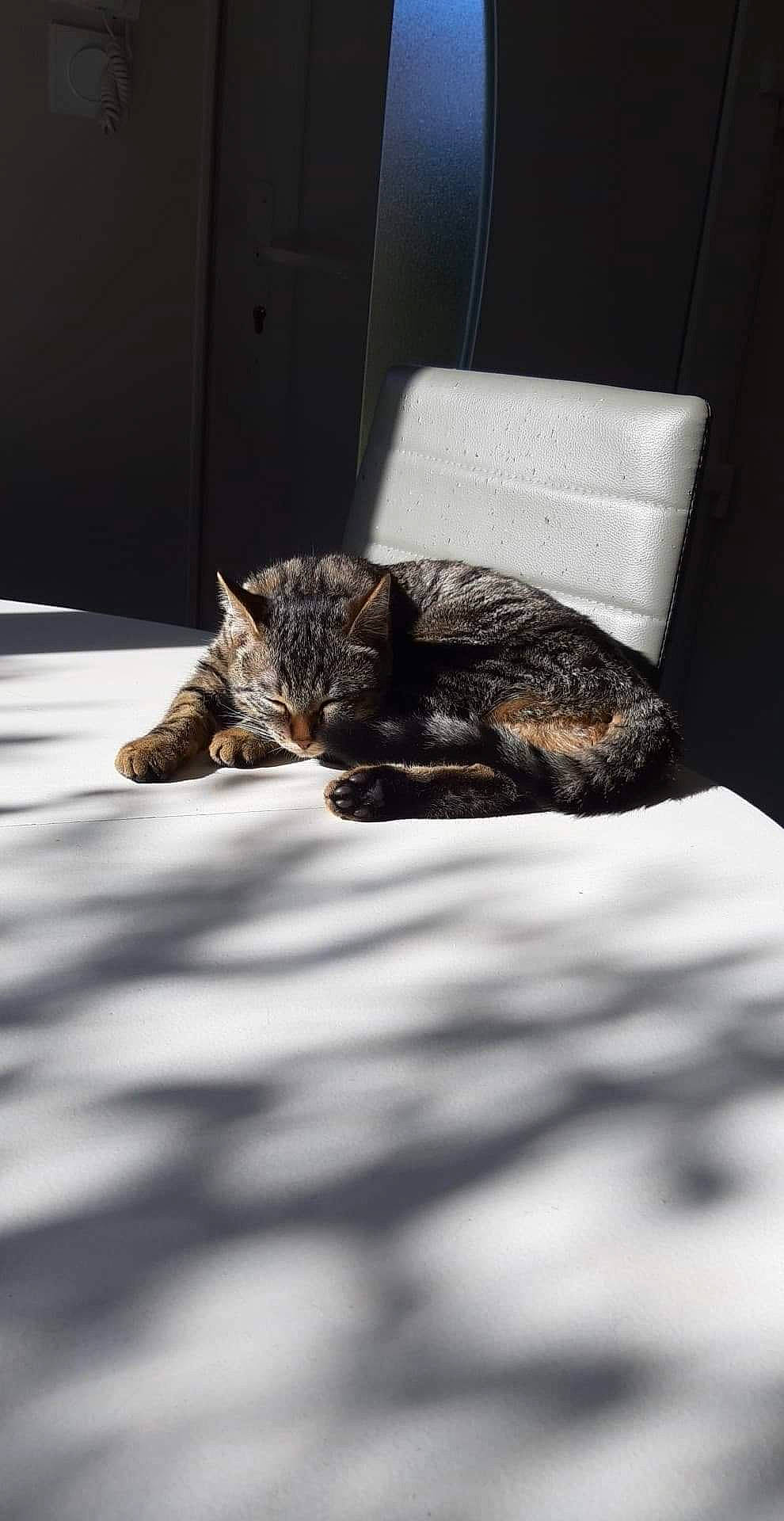 Princesse a rejoint le concours — aidez-le/la à gagner de superbes lots ! bed, canidae, carnivore, cat, comfort, domestic_short_haired_cat, european_shorthair, felidae, fur, furniture, kitten, nap, paw, room, sleep, small_to_medium_sized_cats, snout, tabby_cat, whiskers