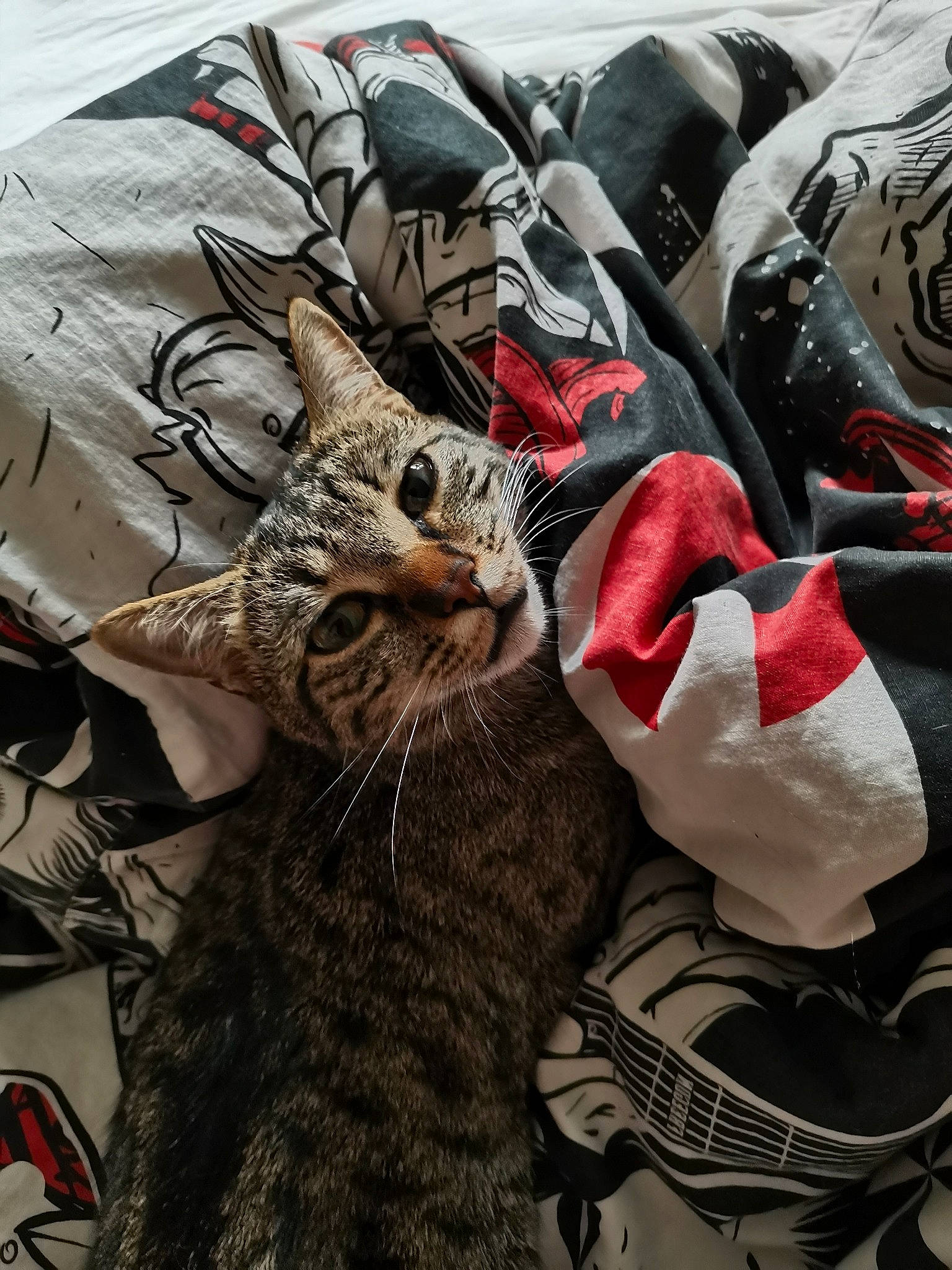 Princesse a rejoint le concours — aidez-le/la à gagner de superbes lots ! american_shorthair, asian, carnivore, cat, european_shorthair, felidae, fur, illustration, kitten, linens, pixie_bob, small_to_medium_sized_cats, tabby_cat, textile, whiskers, wild_cat