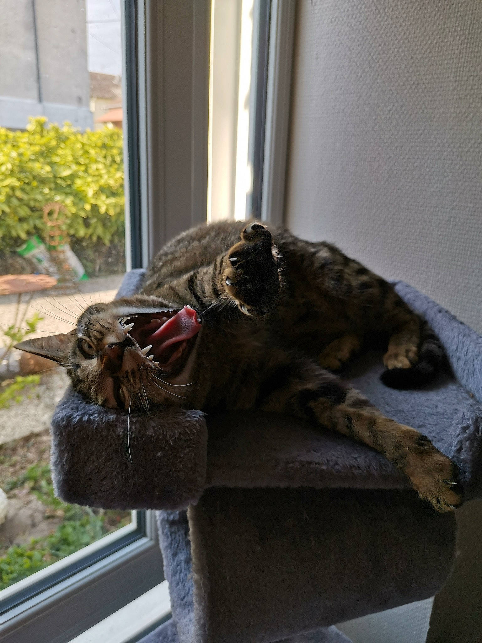 Princesse a rejoint le concours — aidez-le/la à gagner de superbes lots ! carnivore, cat, felidae, organism, plant, small_to_medium_sized_cats, snout, sporting_group, tabby_cat, whiskers