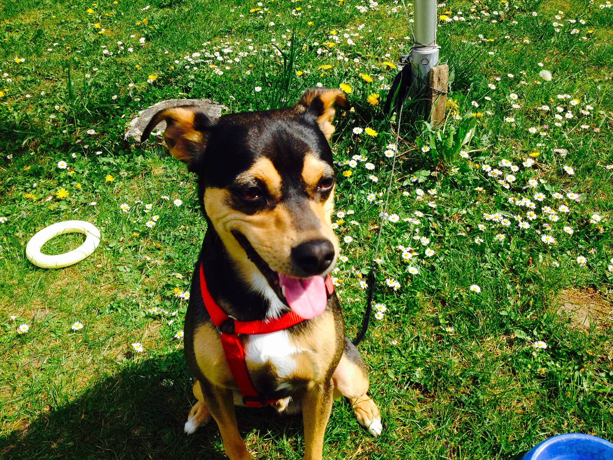 Tyson a rejoint le concours — aidez-le/la à gagner de superbes lots ! black_and_tan_terrier, canidae, carnivore, companion_dog, dog, dog_breed, fawn, german_pinscher, grass, mammal, manchester_terrier, miniature_pinscher, pinscher, plant, snout, sporting_group, toy_manchester_terrier, vertebrate, working_dog