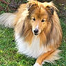 dog, shetland_sheepdog, grass, outdoor, pet, animal, fluffy, fur, garden, greenery, canine, laying_down, sunlight, nature, leafy_plants, portrait, mammal, cute, domestic_animal, relaxed