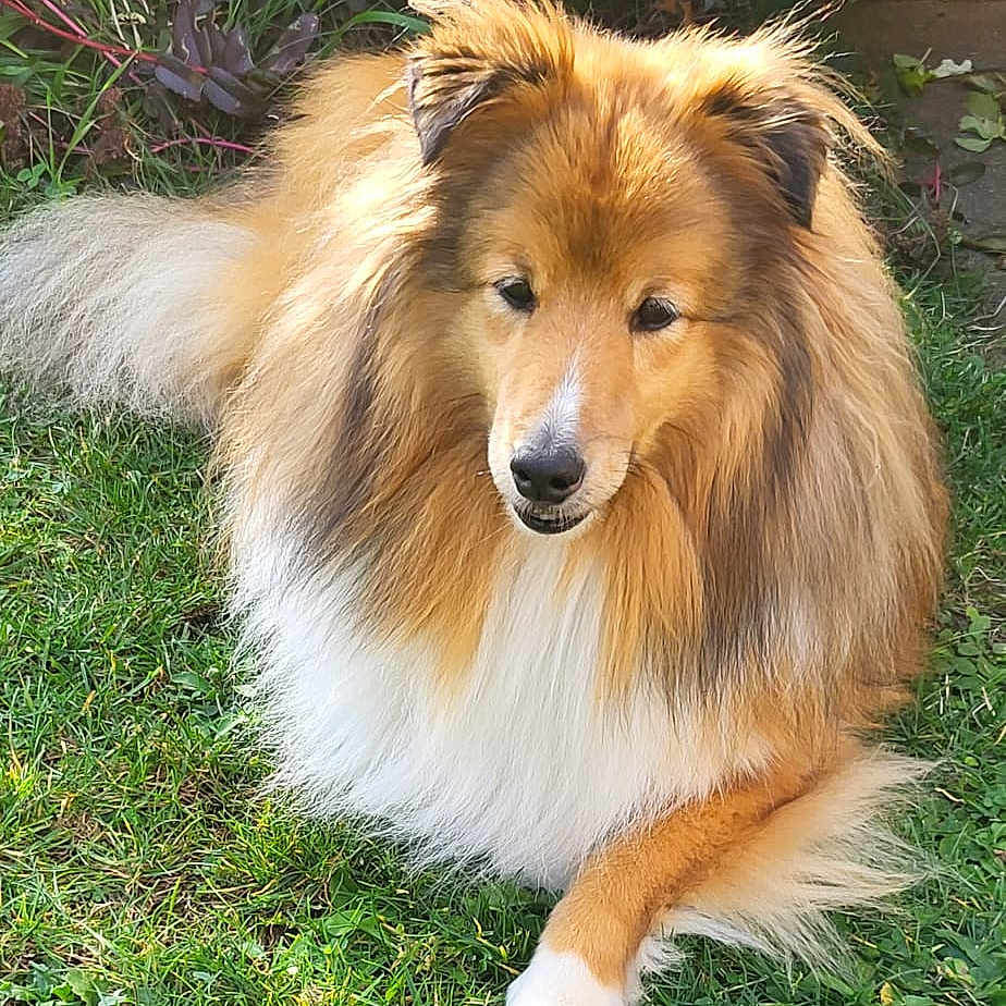 Meiko a rejoint le concours — aidez-le/la à gagner de superbes lots ! dog, shetland_sheepdog, grass, outdoor, pet, animal, fluffy, fur, garden, greenery, canine, laying_down, sunlight, nature, leafy_plants, portrait, mammal, cute, domestic_animal, relaxed