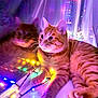 cat, orange_tabby, reflection, window, holiday_lights, colorful_lights, indoor, cozy, pets, whiskers, paws, curtains, night, soft_lighting, relaxing, feline, domestic_cat, warm_colors, glowing, resting