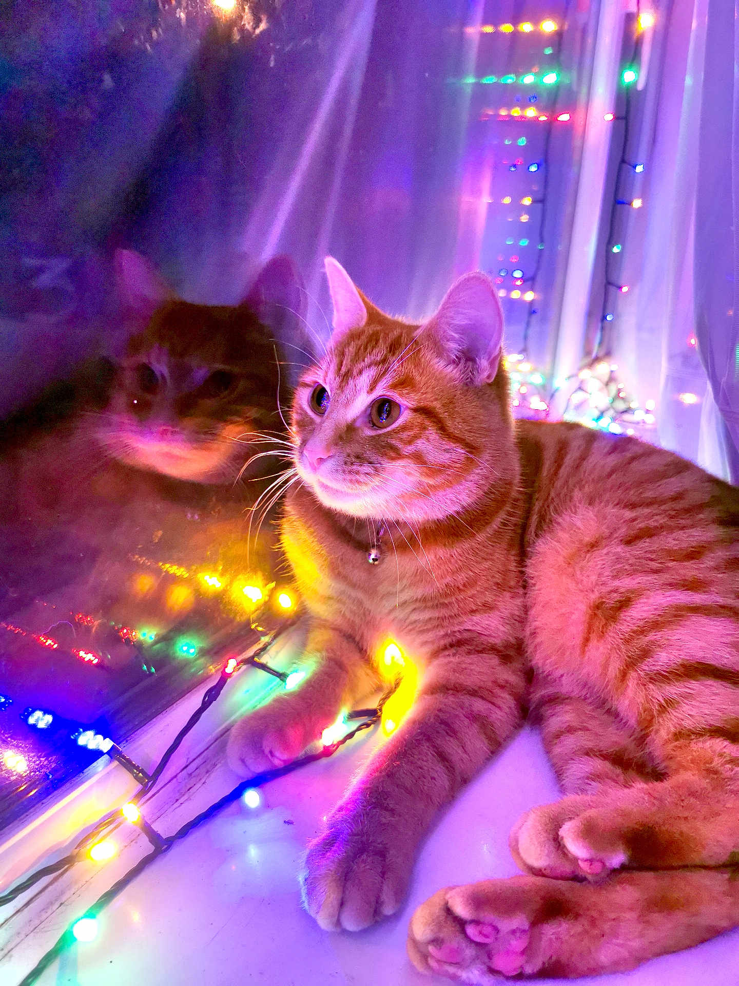 Sonny joined the competition — help win amazing prizes! cat, orange_tabby, reflection, window, holiday_lights, colorful_lights, indoor, cozy, pets, whiskers, paws, curtains, night, soft_lighting, relaxing, feline, domestic_cat, warm_colors, glowing, resting