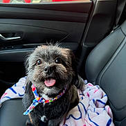 Luna is registered to the contest to win money with this photo: dog, car_seat, blanket, bandana, happy, tongue_out, fluffy, pet, indoor, black_fur, small_dog, seat, window, car_door, leather_seat, animal, cute, companion, travel, portrait
