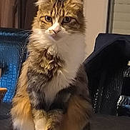 Kaya participe au concours pour gagner de l'argent avec cette photo : cat, fluffy, indoor, pet, feline, sitting, curious, fur, animal, white_paws, brown_fur, tabby, domestic_cat, portrait, furniture, curtains, household, calm, eyes, whiskers
