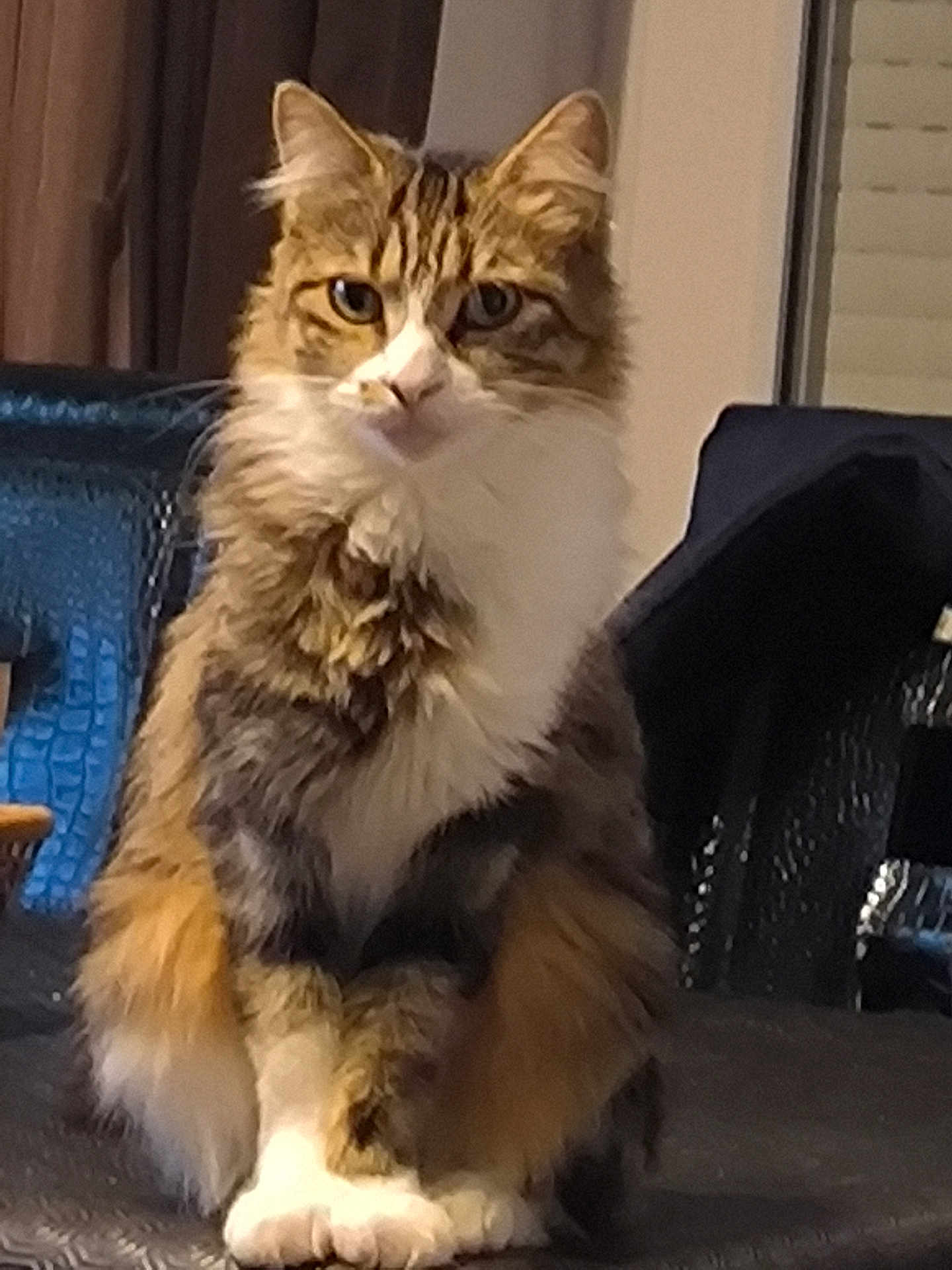 Kaya