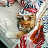 cat, sleeping, bed, blanket, floral_pattern, pillow, cozy, indoor, resting, feline, comfort, cute, fur, paw, home, soft, relaxed, warm, animal, domestic