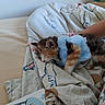 Twixie a rejoint le concours — aidez-le/la à gagner de superbes lots ! kitten, calico, sleeping, bed, blanket, blue_clothing, human_arm, indoor, cozy, pet, cute, resting, furry, animal, domestic_cat, soft_texture, patterned_fabric, relaxation, small_animal, nap