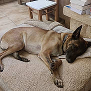 Bella participe au concours pour gagner de l'argent avec cette photo : dog, sleeping, dog_bed, indoor, tile_floor, relaxed, resting, brown_dog, pet, collar, cozy, animal, quiet, home, furniture, stacked_books, blanket, ears_up, paw, lying_down