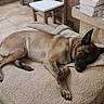 dog, sleeping, dog_bed, indoor, tile_floor, relaxed, resting, brown_dog, pet, collar, cozy, animal, quiet, home, furniture, stacked_books, blanket, ears_up, paw, lying_down