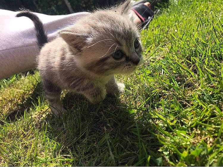 Zora a rejoint le concours — aidez-le/la à gagner de superbes lots ! canidae, carnivore, cat, claw, collar, domestic_short_haired_cat, fawn, felidae, fur, grass, grass_family, grassland, groundcover, lawn, paw, plant, small_to_medium_sized_cats, tail, terrestrial_animal, whiskers