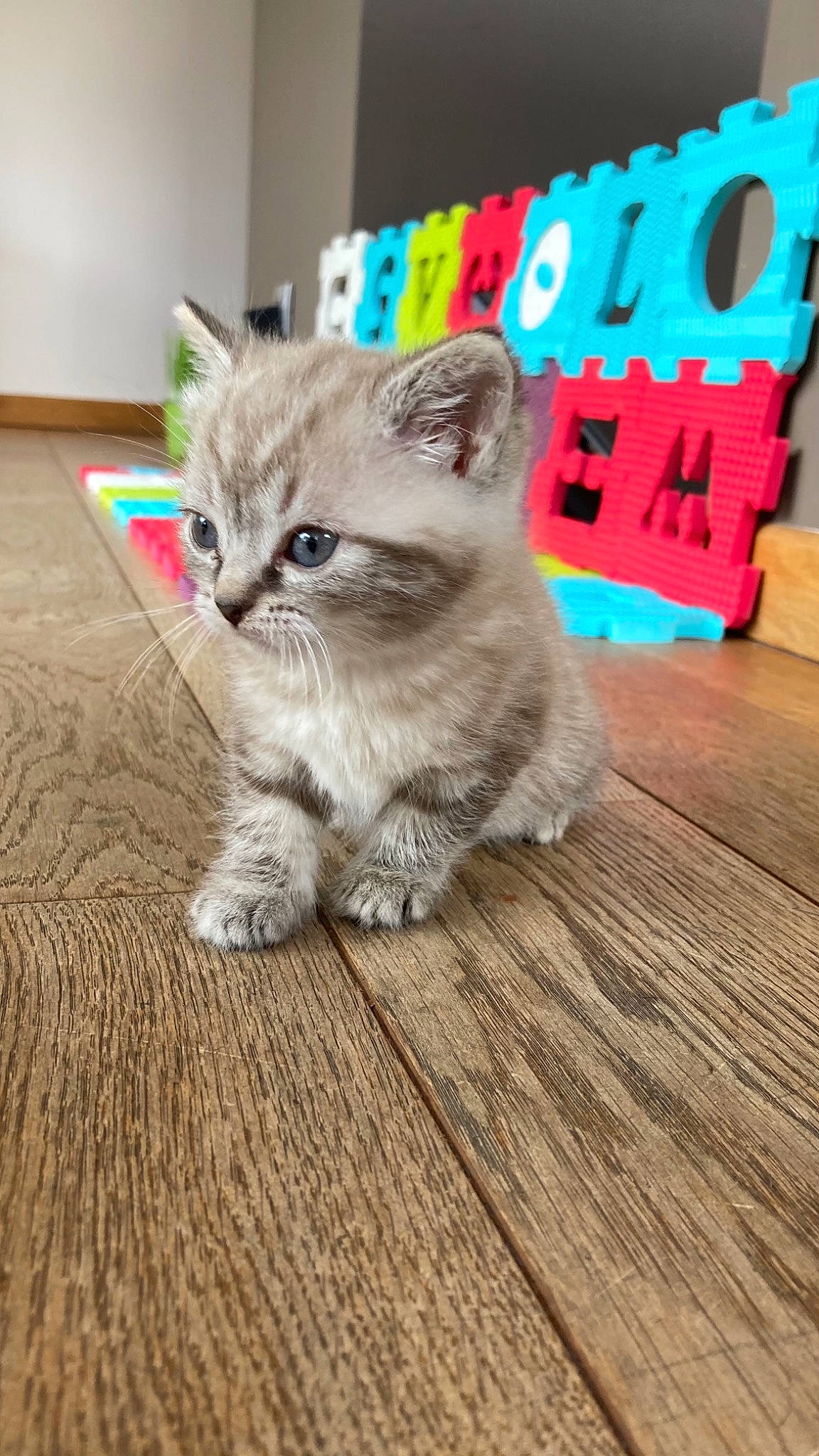 Zora a rejoint le concours — aidez-le/la à gagner de superbes lots ! carnivore, cat, cat_toy, domestic_short_haired_cat, fawn, felidae, floor, flooring, fur, grey, hardwood, paw, plank, small_to_medium_sized_cats, snout, tail, whiskers, wood, wood_flooring, wood_stain