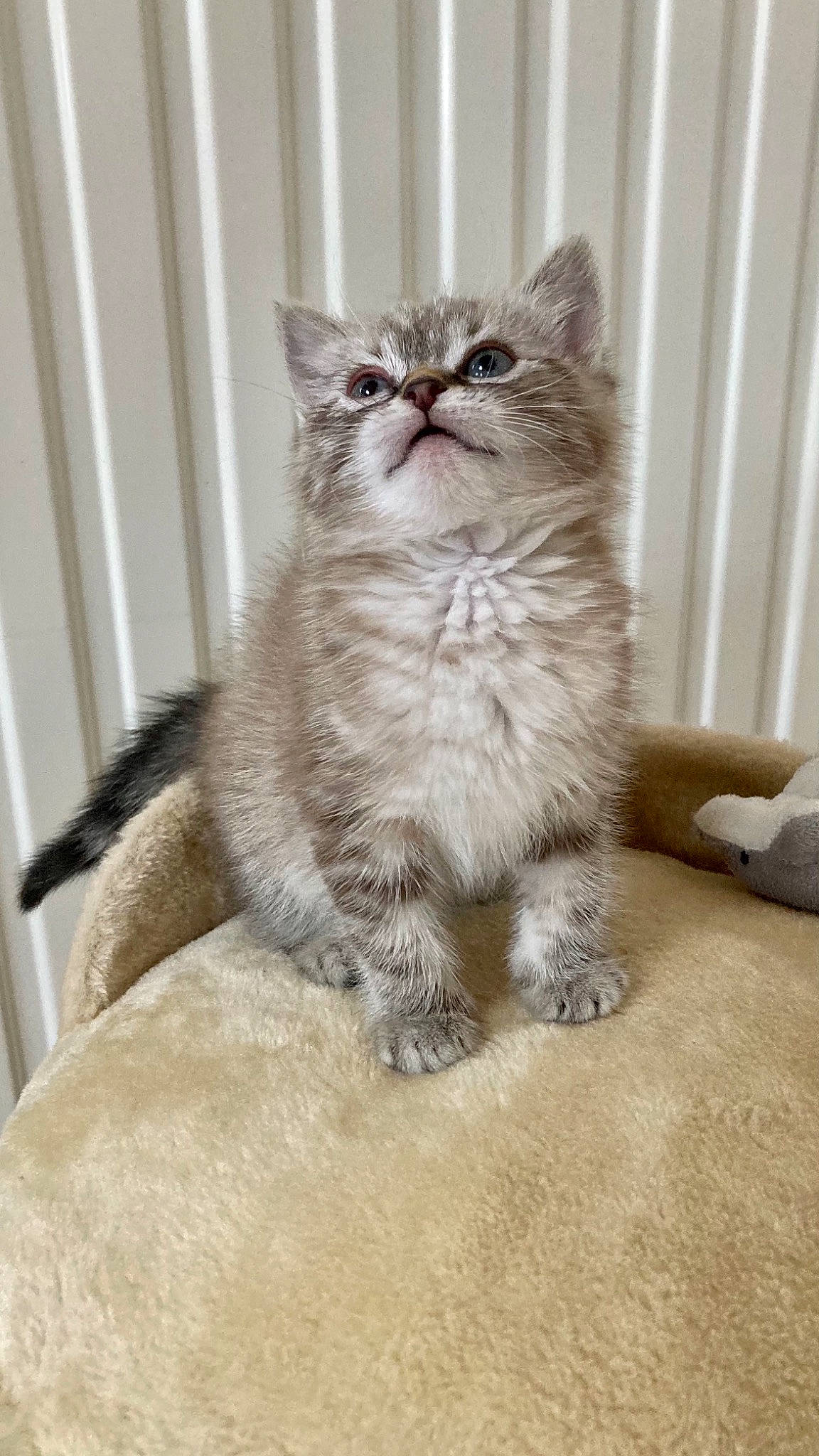 Zora a rejoint le concours — aidez-le/la à gagner de superbes lots ! carnivore, cat, claw, comfort, domestic_short_haired_cat, drawer, felidae, flooring, fur, grey, paw, sitting, small_to_medium_sized_cats, snout, tail, terrestrial_animal, whiskers, window, wood, wood_flooring