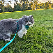 Taz joined the competition — help win amazing prizes! cat, animal, pet, grass, outdoor, nature, leash, harness, greenery, sky, trees, sunlight, fluffy, gray_cat, white_cat, walking, park, daytime, mammal, feline