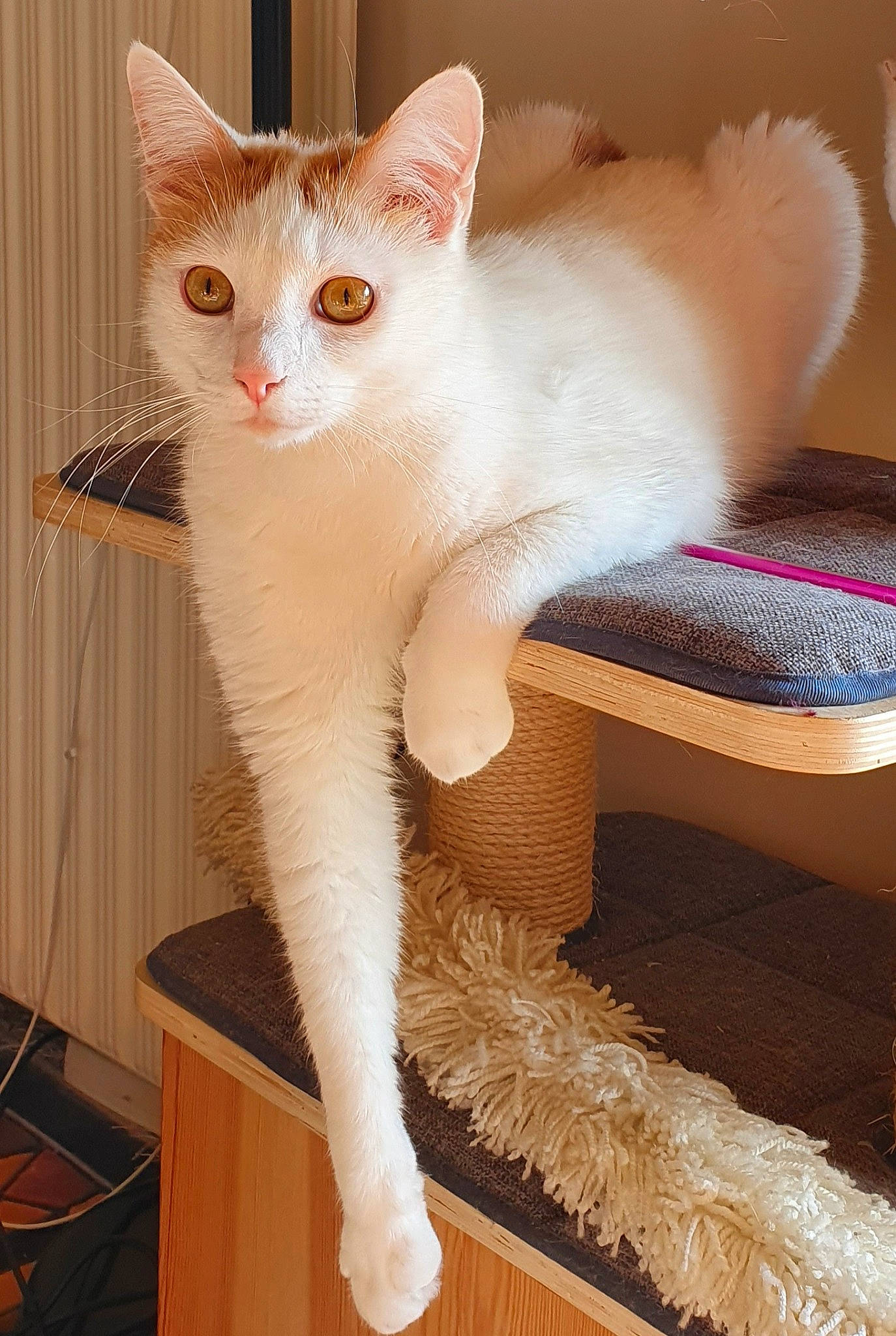 Casper a rejoint le concours — aidez-le/la à gagner de superbes lots ! carnivore, cat, claw, comfort, domestic_short_haired_cat, fawn, felidae, fur, paw, pet_supply, small_to_medium_sized_cats, snout, tail, whiskers, wood