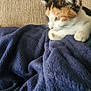 calico_cat, kitten, blanket, navy_blue, couch, furniture, indoor, pet, animal, fur, whiskers, ears, paw, resting, cozy, texture, side_view, domestic_cat, cute, relaxed