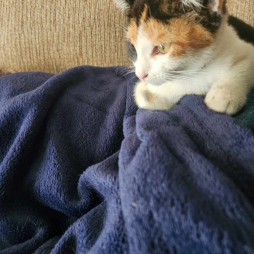 Vortex is registered to the contest to win money with this photo: animal, blanket, calico_cat, couch, cozy, cute, domestic_cat, ears, fur, furniture, indoor, kitten, navy_blue, paw, pet, relaxed, resting, side_view, texture, whiskers