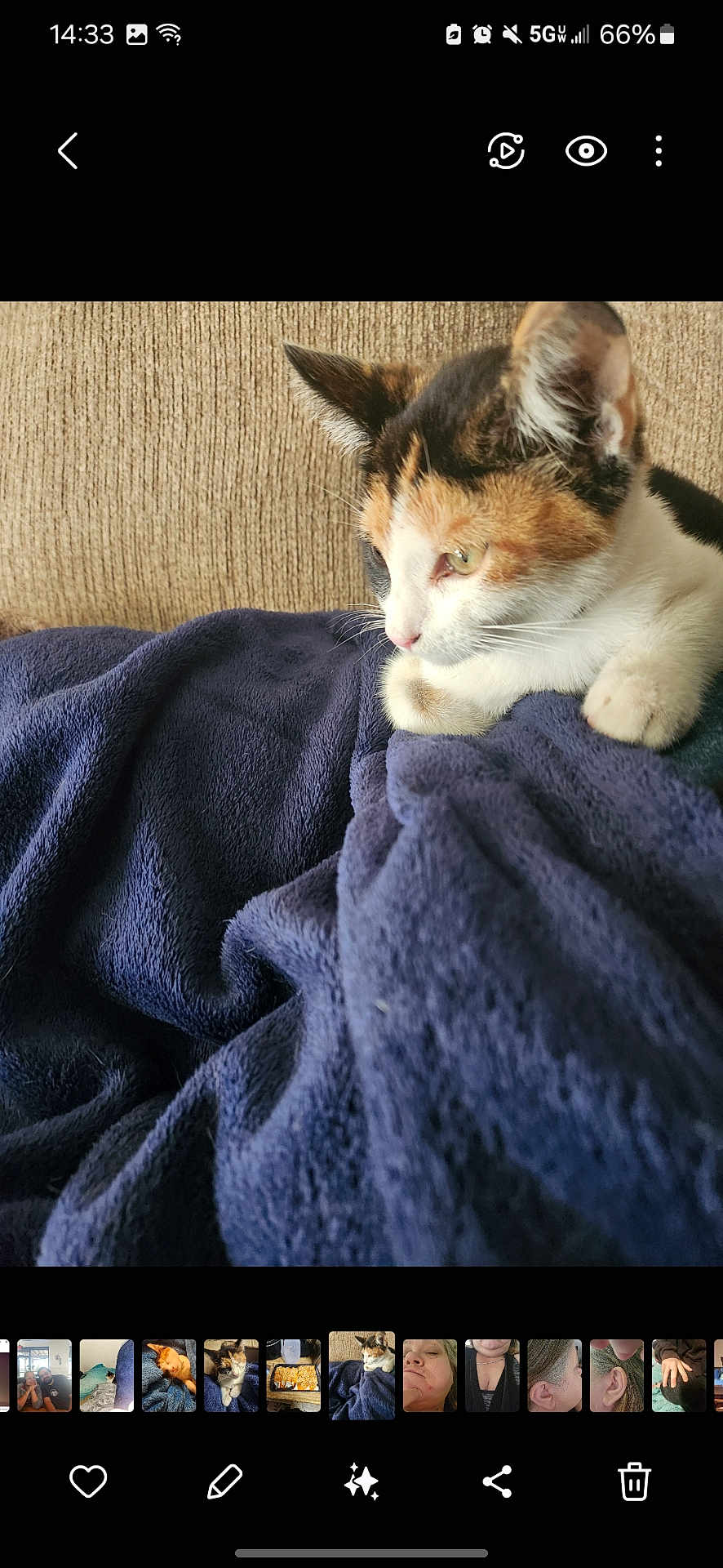 Vortex is registered to the contest to win money with this photo: calico_cat, kitten, blanket, navy_blue, couch, furniture, indoor, pet, animal, fur, whiskers, ears, paw, resting, cozy, texture, side_view, domestic_cat, cute, relaxed