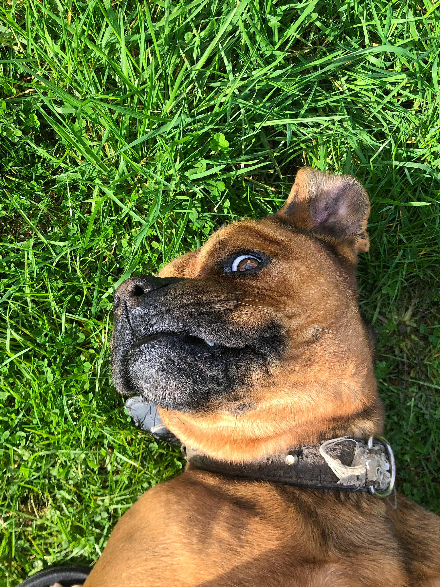 Océan participe au concours pour gagner de l'argent avec cette photo : canidae, carnivore, collar, companion_dog, dog, dog_breed, dog_collar, fawn, grass, grassland, groundcover, liver, pet_supply, plant, snout, sporting_group, terrestrial_animal, whiskers, working_animal, working_dog