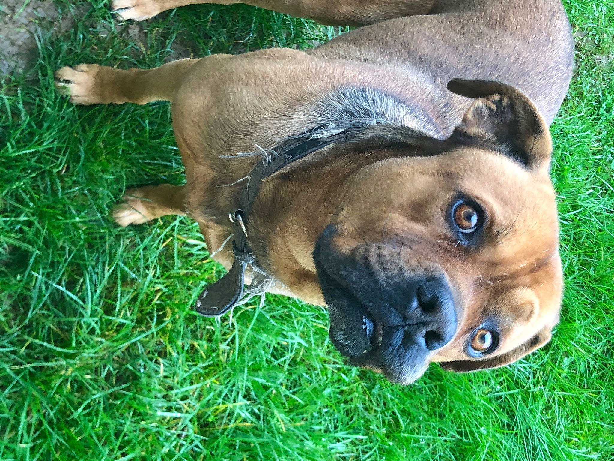 Océan participe au concours pour gagner de l'argent avec cette photo : ancient_dog_breeds, boxer, canidae, carnivore, collar, companion_dog, dog, dog_breed, fawn, grass, groundcover, molosser, plant, snout, sporting_group, terrestrial_animal, whiskers, working_animal, working_dog, wrinkle