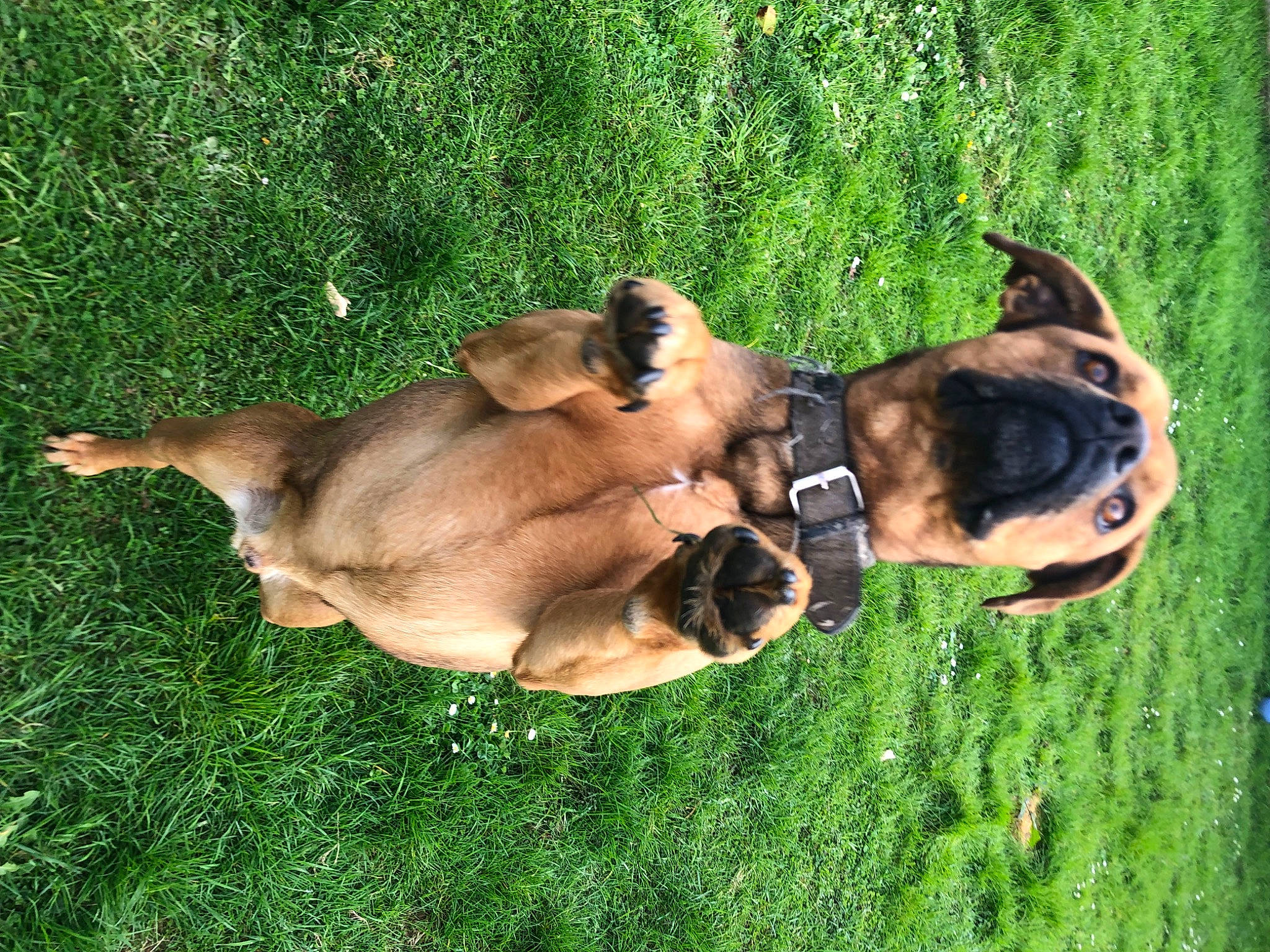 Océan participe au concours pour gagner de l'argent avec cette photo : boxer, canidae, carnivore, collar, companion_dog, dog, dog_breed, dog_collar, fawn, grass, green, guard_dog, liver, molosser, plant, snout, sporting_group, tail, whiskers, working_animal