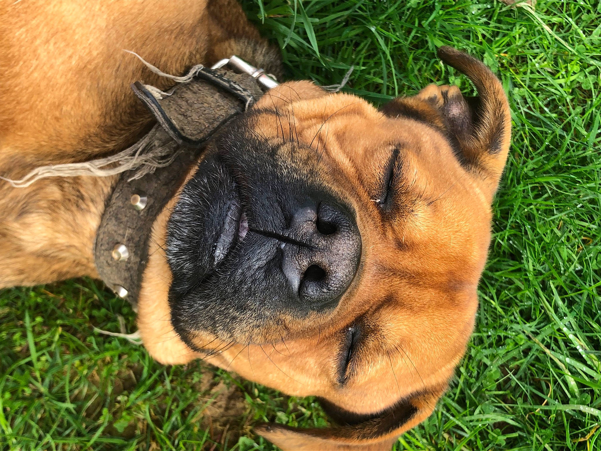 Océan participe au concours pour gagner de l'argent avec cette photo : bulldog, canidae, carnivore, collar, companion_dog, dog, dog_breed, dog_collar, fawn, grass, liver, molosser, plant, snout, sporting_group, terrestrial_animal, whiskers, working_animal, working_dog, wrinkle