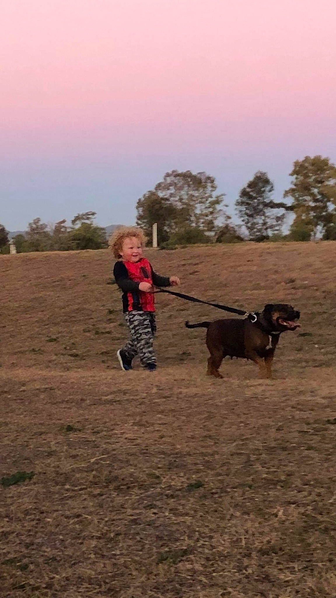 Levii is registered to the contest to win money with this photo: cani_cross, canidae, carnivore, dog, dog_breed, dog_walking, field_trial, hunting_dog, labrador_retriever, leash, obedience_training, person, sporting_group, walking