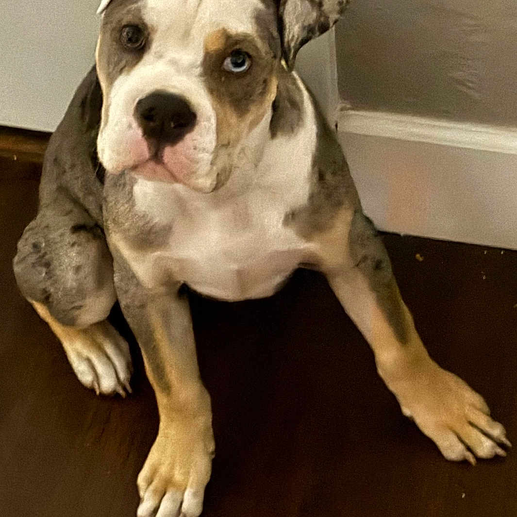Archibald