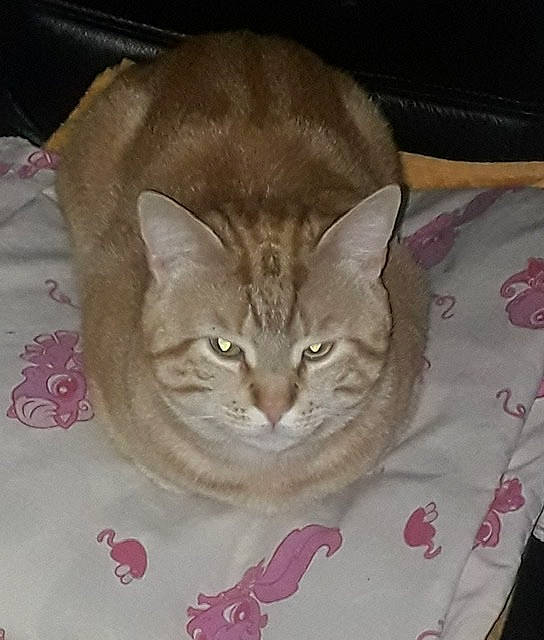 Baby a rejoint le concours — aidez-le/la à gagner de superbes lots ! carnivore, cat, cat_bed, cat_supply, comfort, domestic_short_haired_cat, fawn, felidae, fur, pet_supply, small_to_medium_sized_cats, tail, whiskers