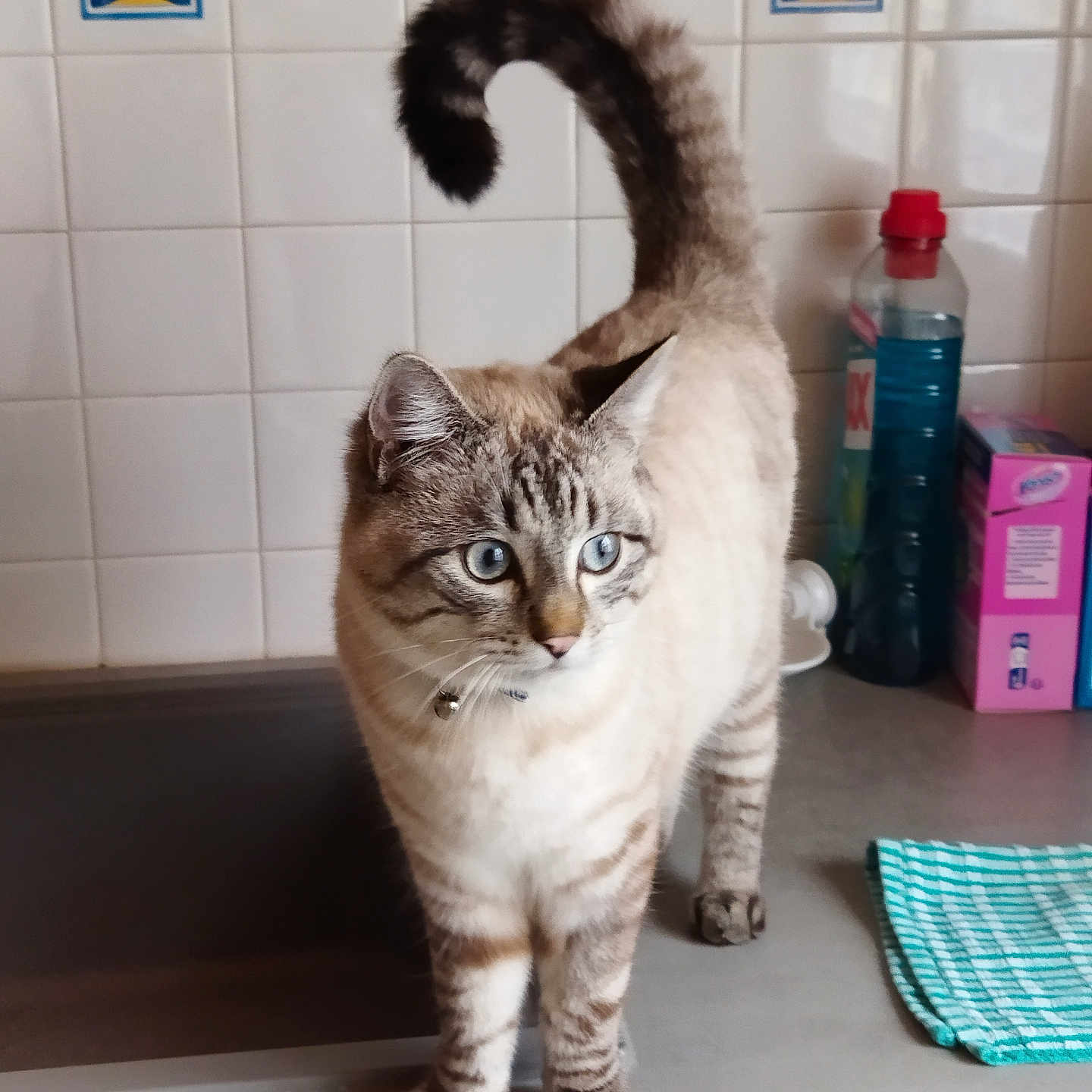 Guizmo participe au concours pour gagner de l'argent avec cette photo : abyssinian, animal, bottle, box, cat, closet, cupboard, furniture, kitten, laundry, manx, pet, plywood, shelf, siamese, sink, tile, tub, waterbottle, wood