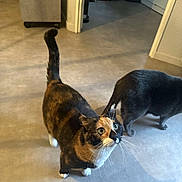 Mimi a rejoint le concours — aidez-le/la à gagner de superbes lots ! cat, calico_cat, gray_cat, indoor, floor, curious, pet, animal, whiskers, tail, fur, eyes, walking, domestic, home, room, doorway, lighting, shadow, curiosity