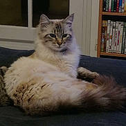 Croblanc participe au concours pour gagner de l'argent avec cette photo : cat, fluffy, indoor, lounging, furniture, bookshelf, books, dvd, window, pet, animal, fur, tail, relaxed, domestic, cute, mammal, face, ears, whiskers