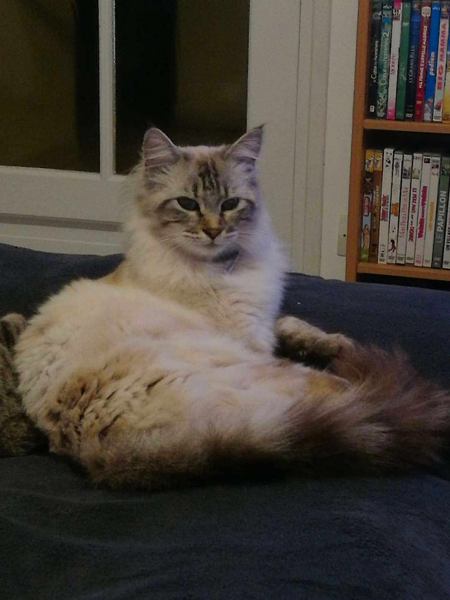 Croblanc participe au concours pour gagner de l'argent avec cette photo : cat, fluffy, indoor, lounging, furniture, bookshelf, books, dvd, window, pet, animal, fur, tail, relaxed, domestic, cute, mammal, face, ears, whiskers