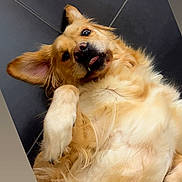 Snow a rejoint le concours — aidez-le/la à gagner de superbes lots ! dog, golden_retriever, pet, lying_down, floor, tile_floor, fur, playful, cute, canine, paw, relaxed, indoor, animal, mammal, friendly, companion, portrait, looking_at_camera, tongue_out