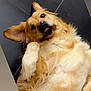 dog, golden_retriever, pet, lying_down, floor, tile_floor, fur, playful, cute, canine, paw, relaxed, indoor, animal, mammal, friendly, companion, portrait, looking_at_camera, tongue_out