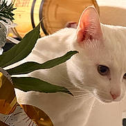 Volt participe au concours pour gagner de l'argent avec cette photo : cat, white_cat, animal, pet, indoor, flower, bouquet, green_leaves, gold_decor, close_up, feline, whiskers, curious, soft_light, domestic, portrait, mammal, plant, decoration, houseplant